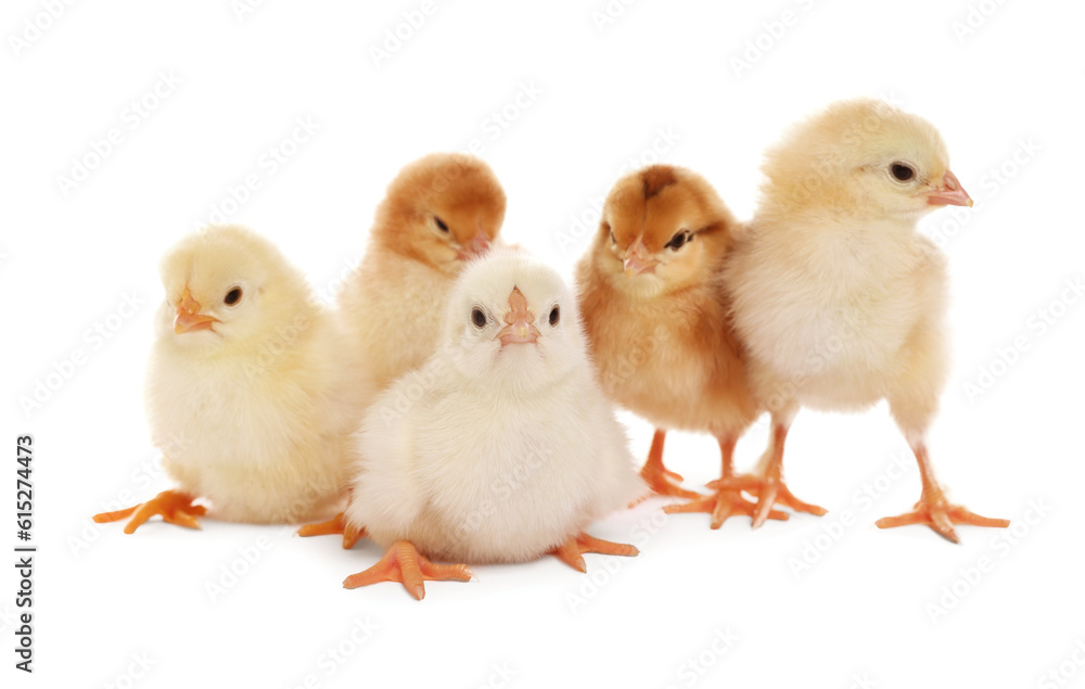 Many cute fluffy chickens on white background