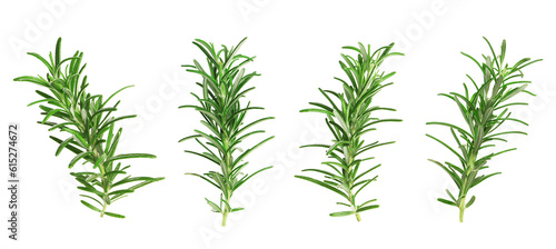 Set with fresh rosemary isolated on white