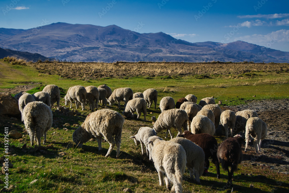 Obraz premium sheep in the mountains