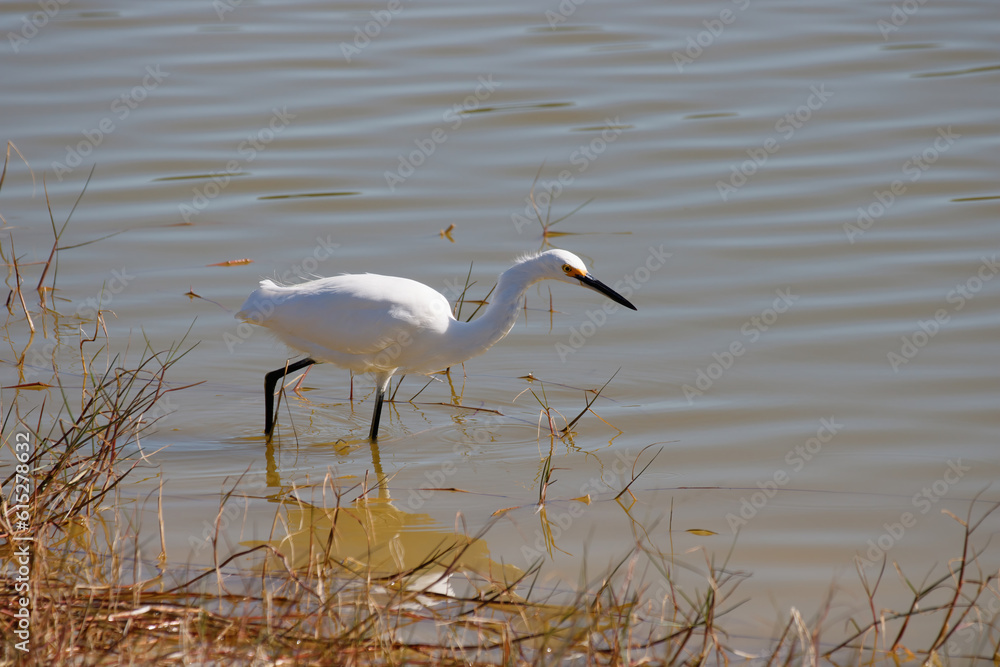 Fototapeta premium Snowy egret
