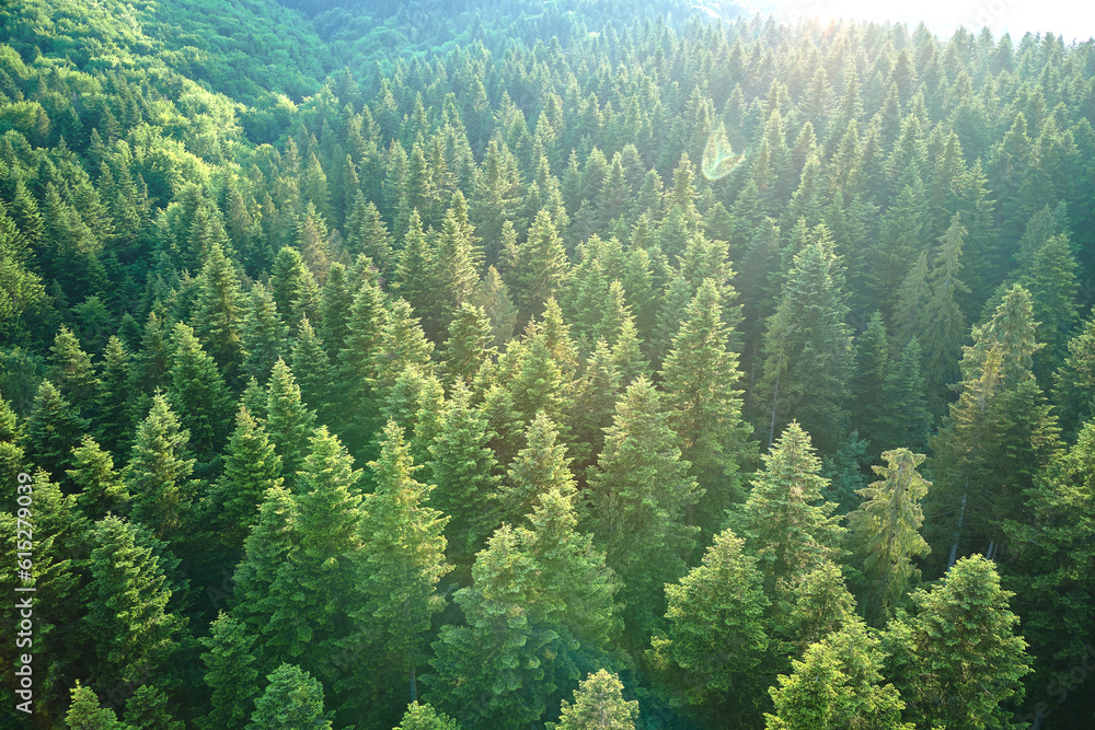 Aerial view of green pine forest with dark spruce trees. Nothern woodland scenery from above Aerial view of green pine forest with dark spruce trees. Nothern woodland scenery from above