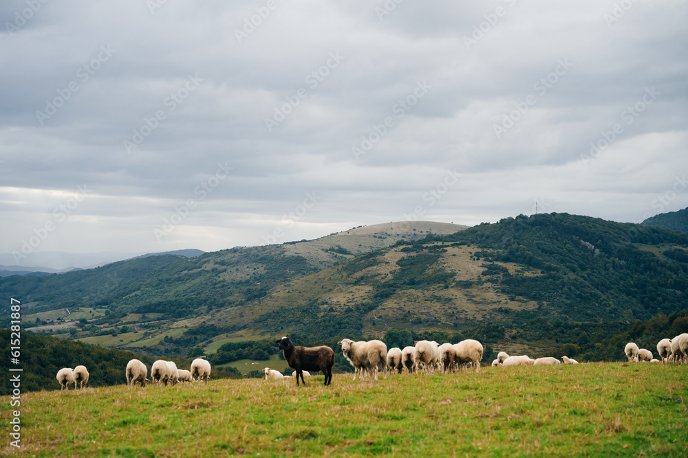 Sheep in the mountains of the Pyrenees France. Camino de santiago