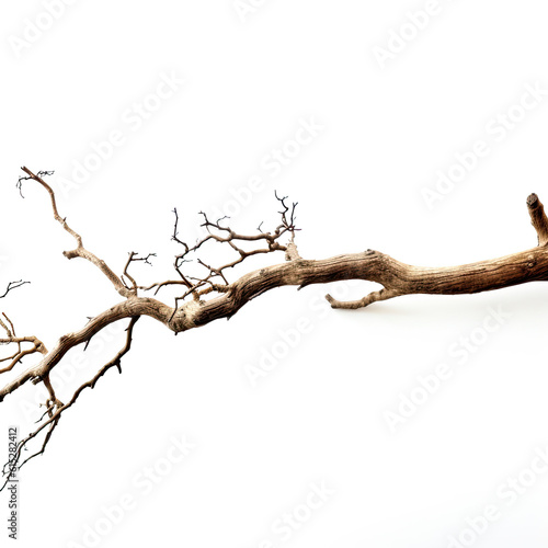 Nature's Tranquility: Dead Branch on White Background