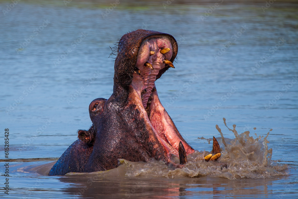 Fototapeta premium Hippo warning other males to stay clear of his territory.