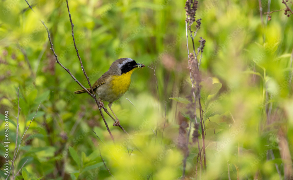 Male Common Yellowthroat with an insect Male Common Yellowthroat with an insect
