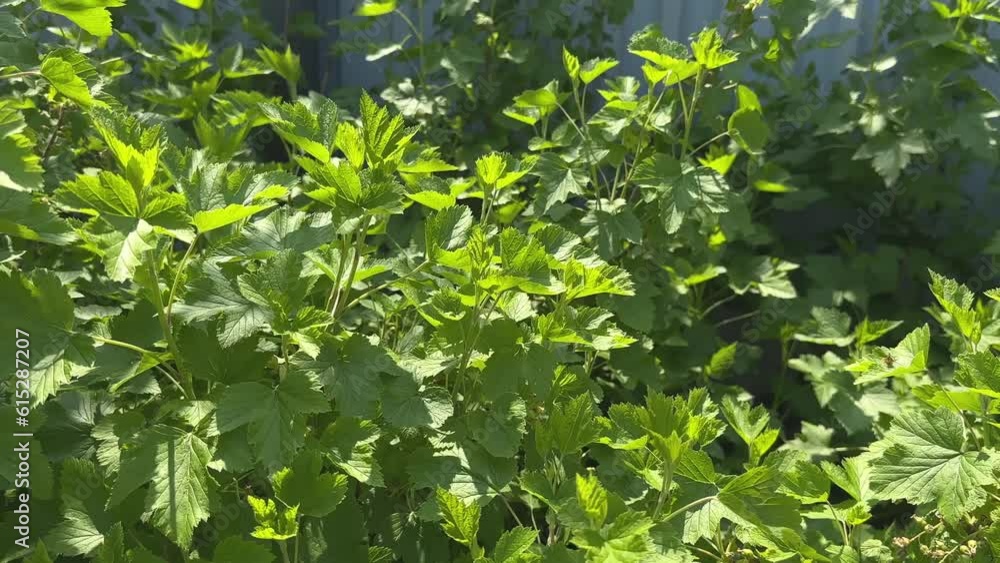 Bush of young blackcurrant in the garden on a sunny day. Herbs, Ingridients for drying to brew healthy tea. concept. High quality FullHD footage Bush of young blackcurrant in the garden on a sunny day. Herbs, Ingridients for drying to brew healthy tea. concept. High quality FullHD footage