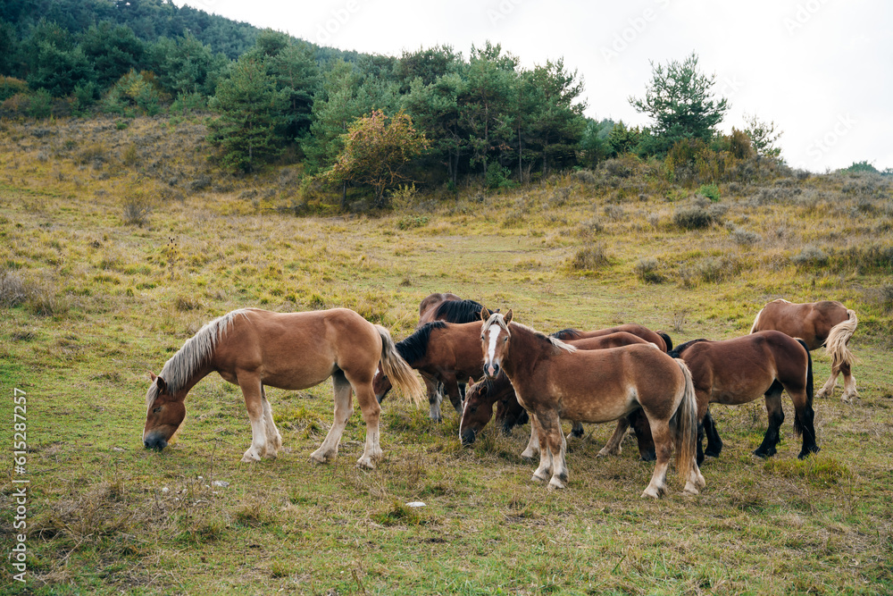 Free horses on top of Mount Larrau. In the forest or jungle of Irati, Pyrenees-Atlantiques of France Free horses on top of Mount Larrau. In the forest or jungle of Irati, Pyrenees-Atlantiques of France