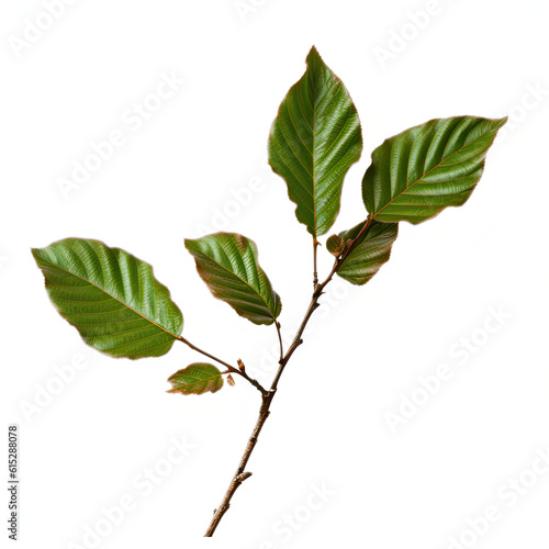 Delicate Botanical: Branch Tip Detail on White Background