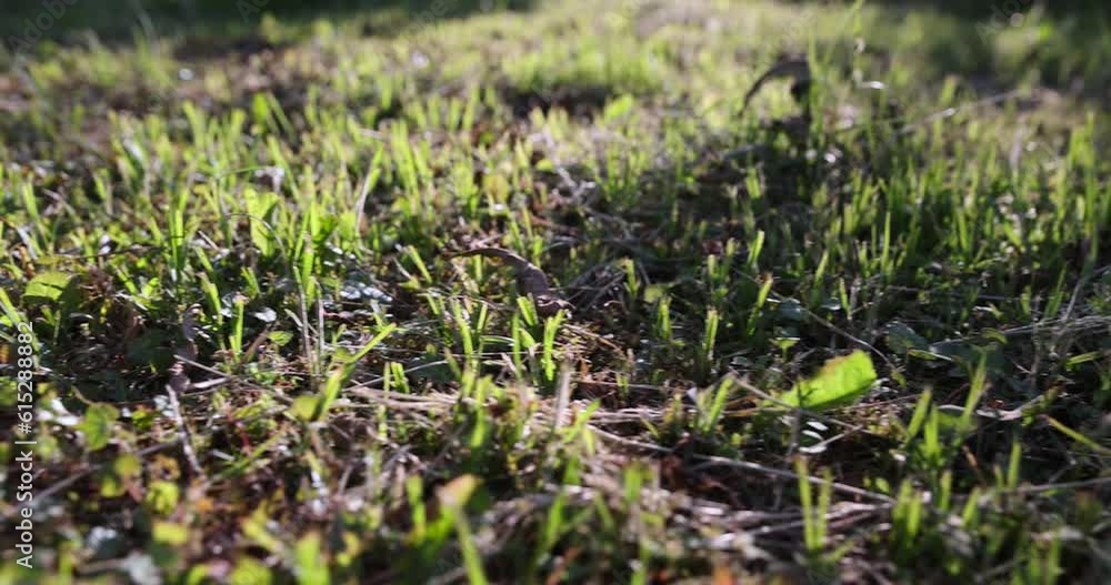 mown grass in sunny morning weather, newly mown grass in sunlight mown grass in sunny morning weather, newly mown grass in sunlight