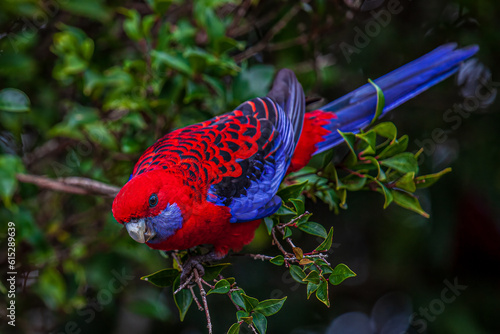 Crimson Rosella captured at O'reilly's Rainforest Retreat in the Gold Coast Hinterland. photo