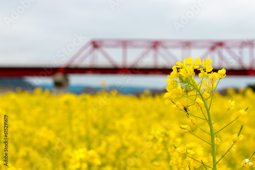 菜の花畑と赤い橋