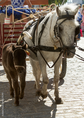 Small horse or pony with its offspring.