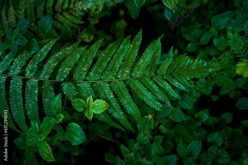 fern leaf in the forest