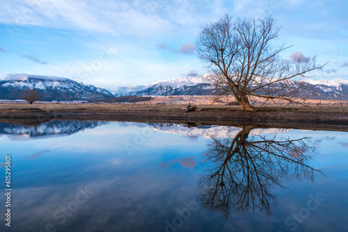 Winter Tree Reflection