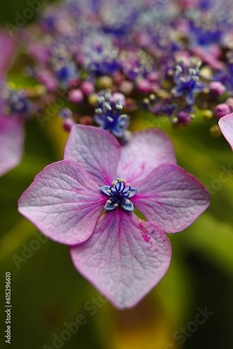 Wallpaper Mural ガクアジサイ Torontodigital.ca