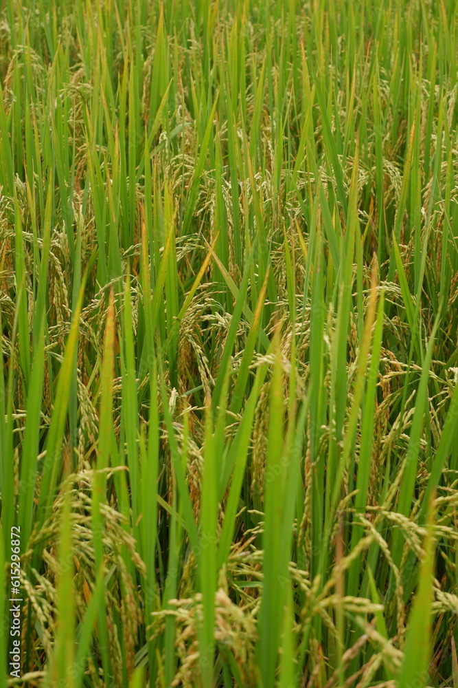 green rice field green rice field