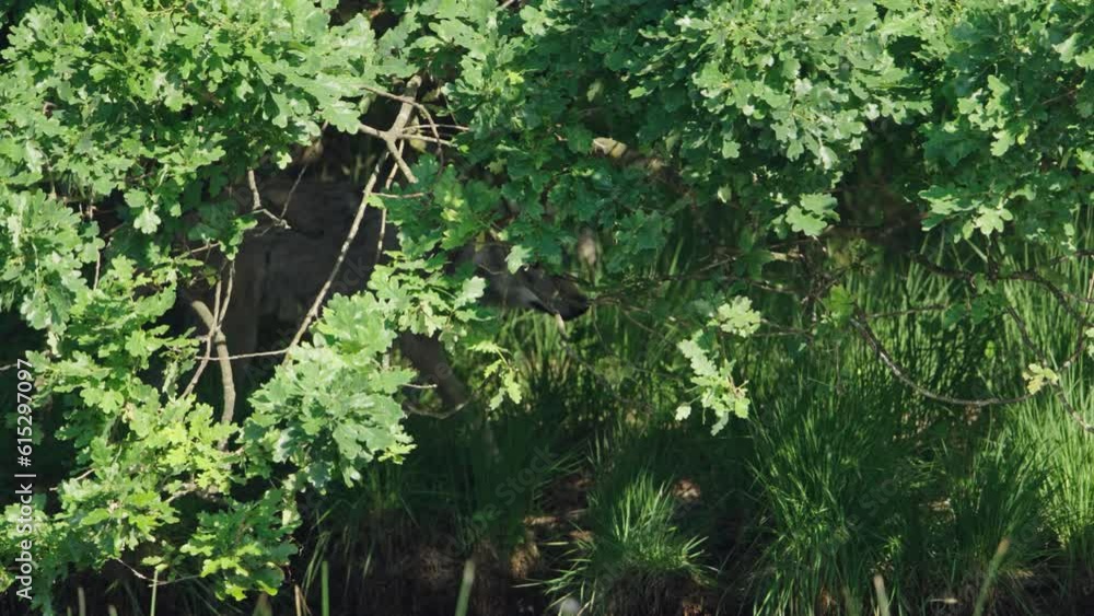 Rare sight of a wolf walking behind the trees towards the pond, Hoge Veluwe National Park, The Netherlands Rare sight of a wolf walking behind the trees towards the pond, Hoge Veluwe National Park, The Netherlands
