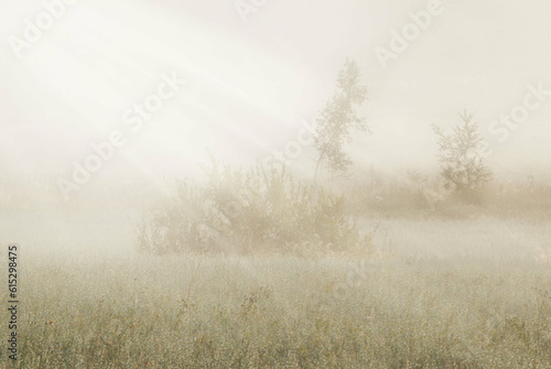 Background with light over grass and small trees