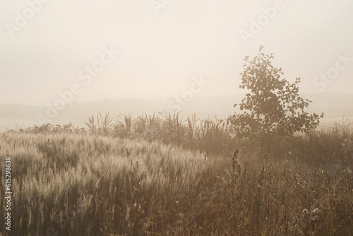 Simple and light background of grass on a foggy morning