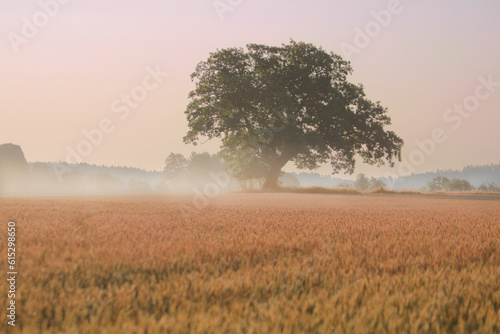 Single maple tree on a colorful field  misty morning