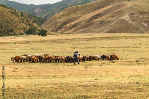 A shepherd with a herd of sheep in a dry mountain meadow. photo