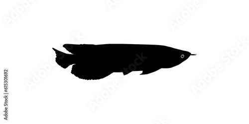 Silhouette of the Arowana or Arwana also known as Dragon Fish  for Art Illustration  Logo Type  Pictogram  Website or Graphic Design Element. Vector Illustration