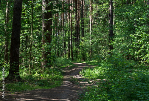 Forest path on a sunny June morning. Moscow region Russia