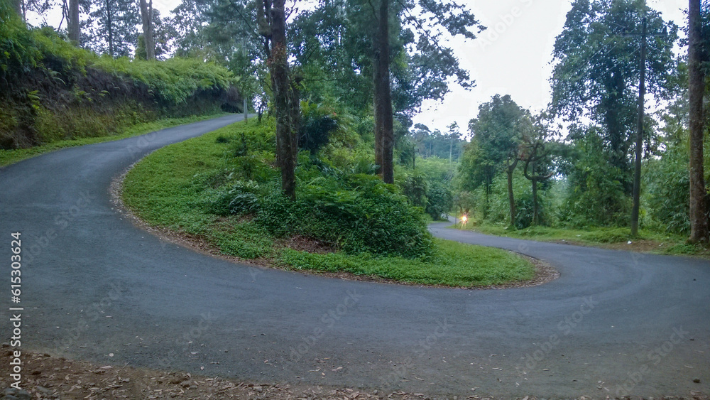 Fototapeta premium winding road in the forest
