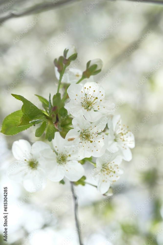 Inflorescence of white apple flowers on blurred background. Inflorescence of white apple flowers on blurred background.