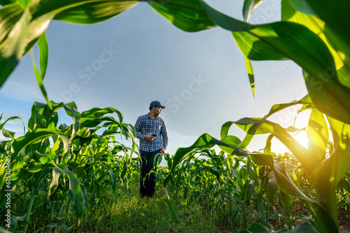Agriculturist or Agronomist on farm  Worker working in growing green corn fields.
