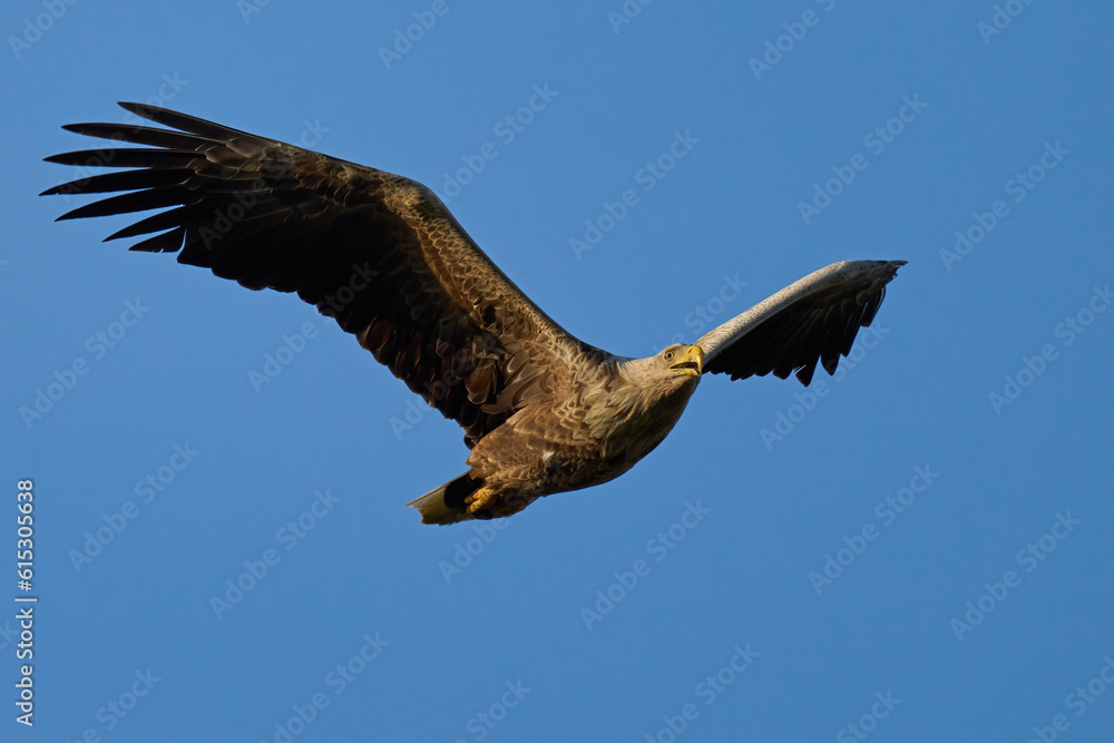 Obraz premium White-tailed eagle (haliaeetus albicilla)