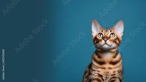 Bengal cat on blue background, copy space. Generative AI.