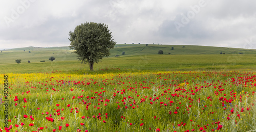 Agriculture field with old olive grove between meadow of poppies and yellow wild flowers
