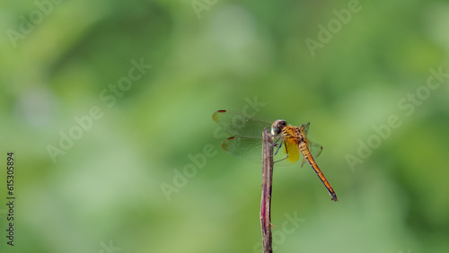 Close-up dragonfly in nature garden scene. Dragonfly eating a withered tree. Beautiful dragonfly pose, yellow-orange dragonfly against the green of the garden background.