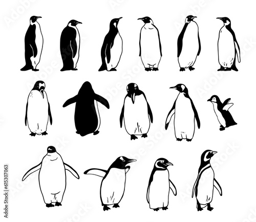 King Penguin set. Flat vector illustration. Polar animal