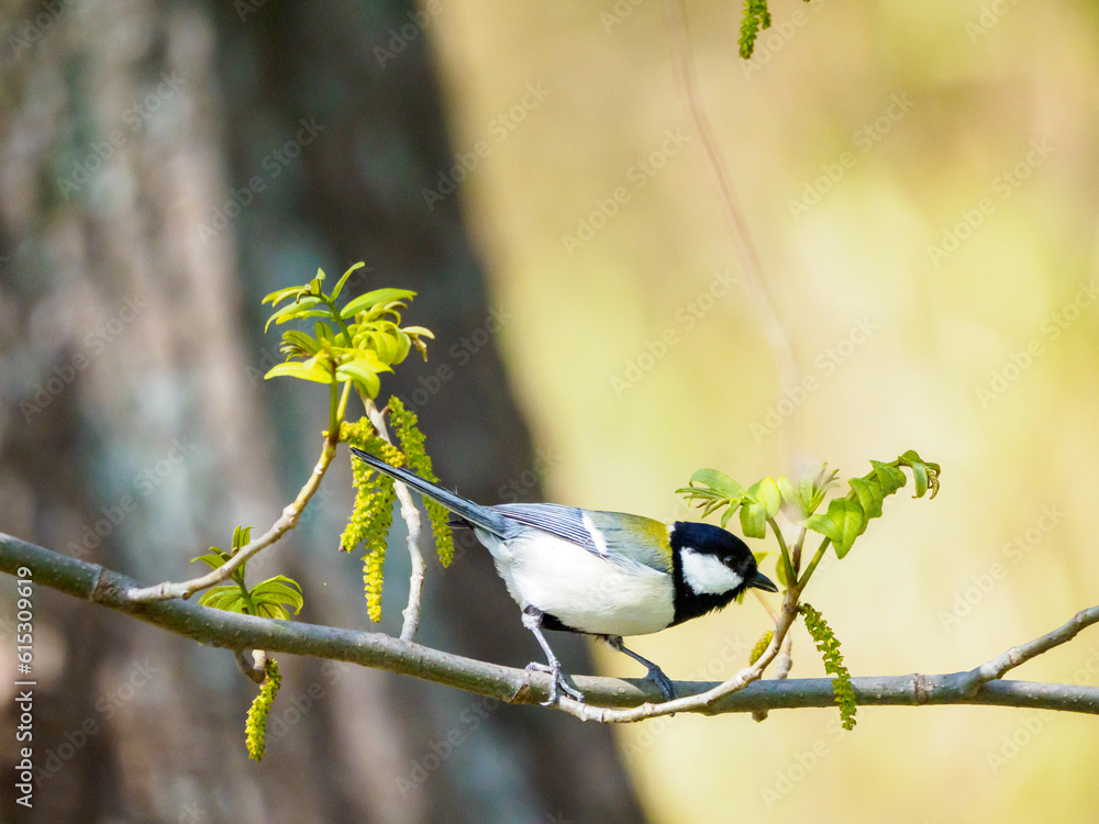 Obraz premium 春のシジュウカラ