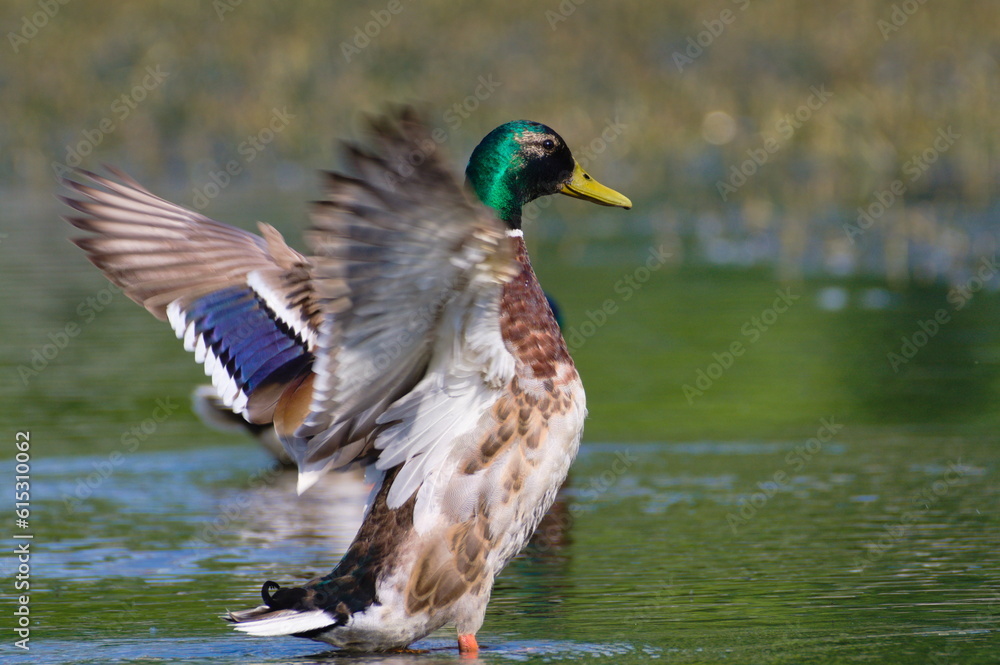 Fototapeta premium Anas Platyrhynchos, wild duck mallard male is cleaning his wings and plumage on the Bečva river in Rožnov pod Radhoštěm in sunny summer evening. Czech republic nature.
