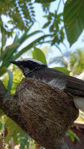 Bird in neast photo