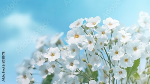 Spring forest white flowers primroses on a beautiful blue background