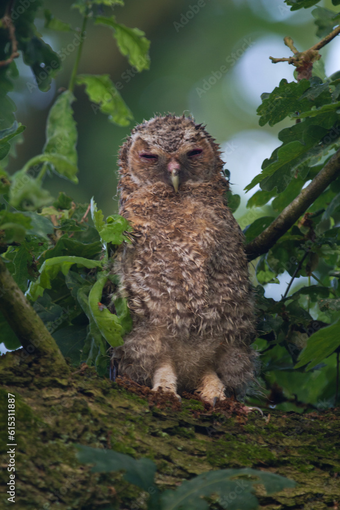 Young, fluffy Tawny Owl, wet from rain with eyes closed, sleeping in Oak Young, fluffy Tawny Owl, wet from rain with eyes closed, sleeping in Oak