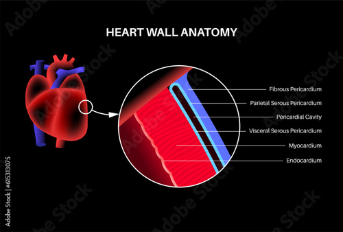 Heart wall anatomy