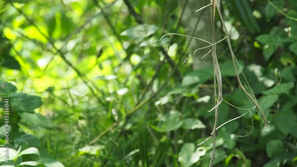 tropical forests, dry vines, blown by the wind. some insects circled in the grass. close up, real time. tropical forests, dry vines, blown by the wind. some insects circled in the grass. close up, real time.
