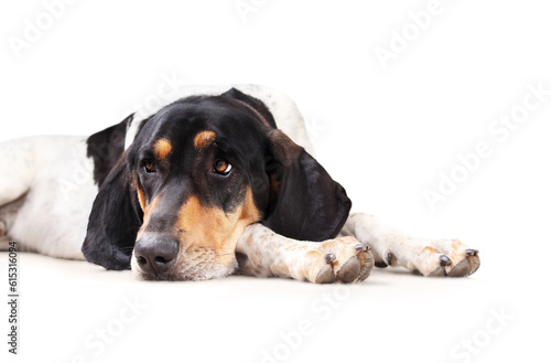 Large sleepy dog with head on paws. Close up. Sad, depressed or bored expression. 2 years old male Bluetick Coonhound or Coon dog, black and white mottled. Selective focus. White background.