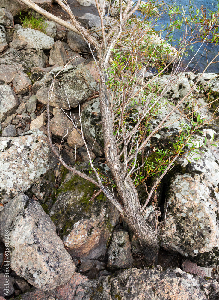 Coastal stones of the granite canyon of the mountain river, close-up. Coastal stones of the granite canyon of the mountain river, close-up.
