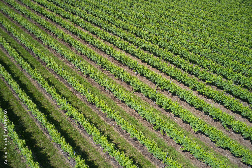 Green rows of vineyards top view. Plantation vineyard top view diagonal. Vineyards in Italy. Vineyard plantation aerial view.