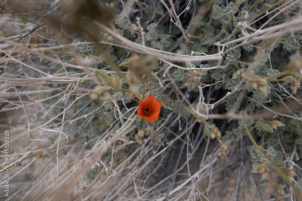 Sphaeralcea ambigua (desert globemallow, aka apricot mallow) blossoming in the Mojave Desert of California, with its delicate orange flowers. Sphaeralcea ambigua (desert globemallow, aka apricot mallow) blossoming in the Mojave Desert of California, with its delicate orange flowers.