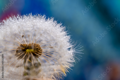 Dandelion close-up on a colored background.