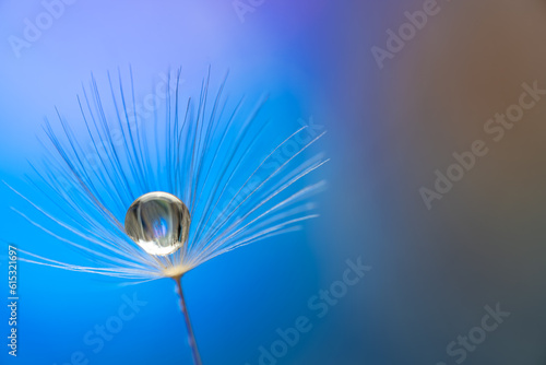 A drop of water in the middle of a dandelion seed close-up.