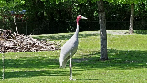 The Sarus crane, Grus antigone is a large non-migratory crane found in parts of the Indian Subcontinent, Southeast Asia and Australia.  photo