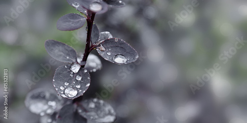 Beauty nature banner, plant leaves with raindrops and sun flare. Wet foliage at sunlight, Dark blue autumn scenery, Lush foliage seasonal styling photo. melancholy, sadness concept, copy space